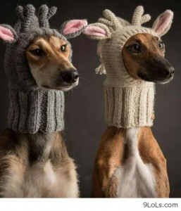 reindeer warm