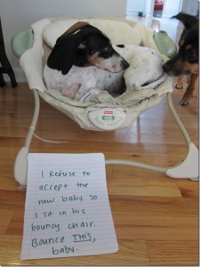 dog shame 10