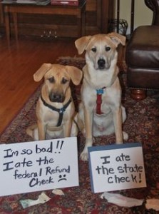 dog shame 9