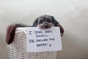 dog shame 1