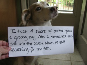 dog shame 3