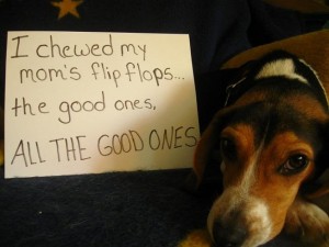 dog shame 6