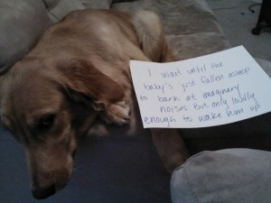 dog shame 7